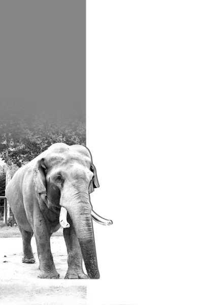 大象巴布去世！因“斷鼻”“跳舞”令人印象深刻 它將留在很多鄭州人的記憶中