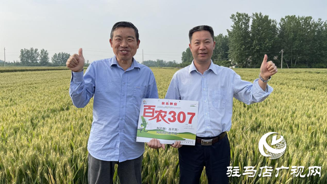&ldquo;百農307&rdquo;入選河南省2023年農業(yè)主導品種