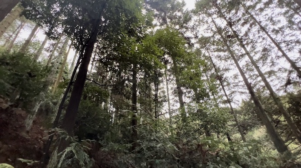 百余株古樹被“下毒”警方出擊守護古樹綠意永存