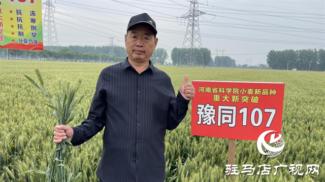 引領(lǐng)小麥新方向！噸源種業(yè)2023年豫同107觀摩會(huì)隆重召開(kāi)