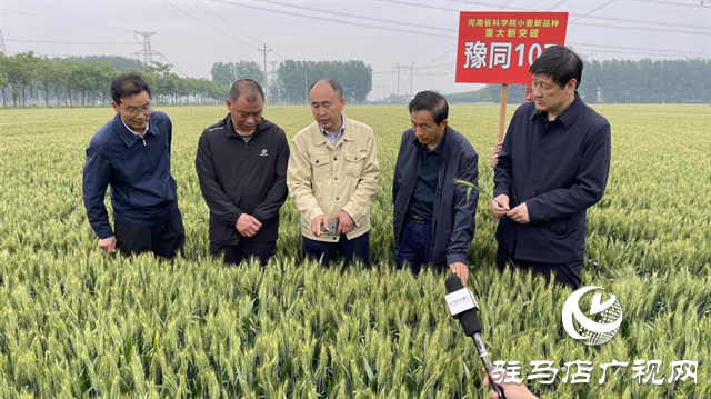 引領(lǐng)小麥新方向！噸源種業(yè)2023年豫同107觀摩會(huì)隆重召開(kāi)