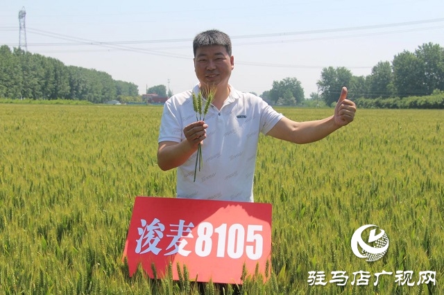 &ldquo;浚麥8105&rdquo;一枝獨秀 表現(xiàn)搶眼