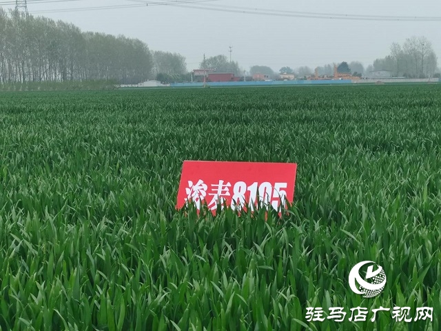 &ldquo;浚麥8105&rdquo;一枝獨秀 表現(xiàn)搶眼