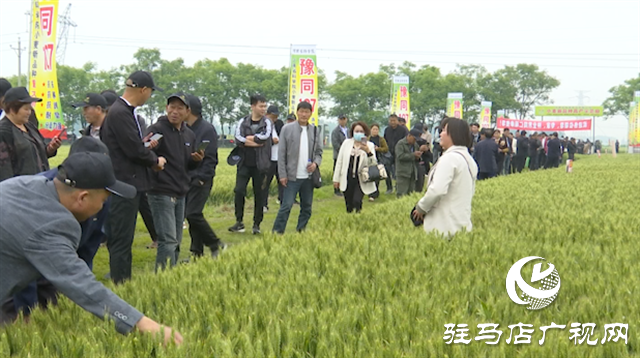引領(lǐng)小麥新方向！噸源種業(yè)2023年豫同107觀摩會(huì)隆重召開(kāi)
