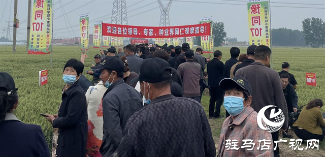 引領(lǐng)小麥新方向！噸源種業(yè)2023年豫同107觀摩會(huì)隆重召開(kāi)