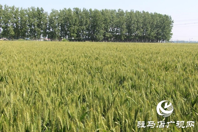 &ldquo;浚麥8105&rdquo;一枝獨秀 表現(xiàn)搶眼