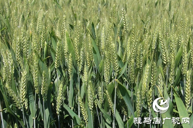 &ldquo;浚麥8105&rdquo;一枝獨秀 表現(xiàn)搶眼