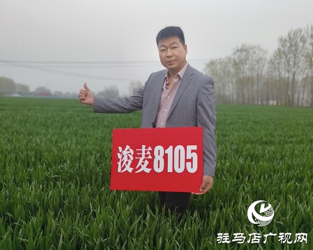 &ldquo;浚麥8105&rdquo;一枝獨秀 表現(xiàn)搶眼