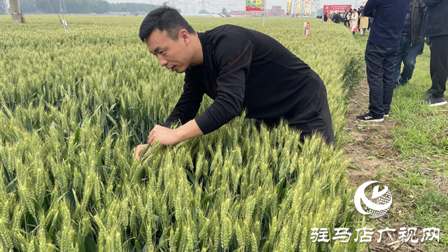 引領(lǐng)小麥新方向！噸源種業(yè)2023年豫同107觀摩會(huì)隆重召開(kāi)