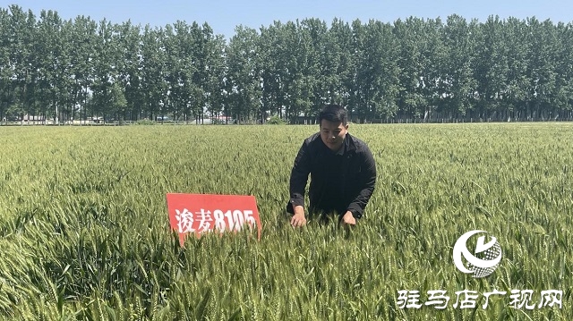 &ldquo;浚麥8105&rdquo;一枝獨秀 表現(xiàn)搶眼