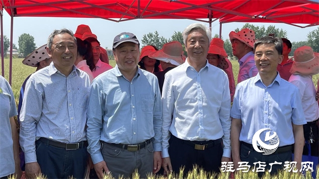 2023年&ldquo;鄭麥1860&rdquo;小麥現(xiàn)場觀摩會在駐馬店成功召開
