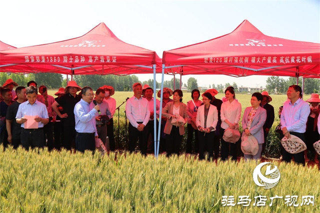 2023年&ldquo;鄭麥1860&rdquo;小麥現(xiàn)場觀摩會在駐馬店成功召開
