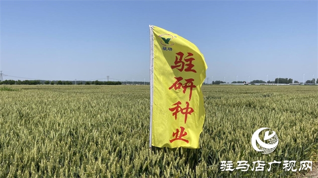 2023年&ldquo;鄭麥1860&rdquo;小麥現(xiàn)場觀摩會在駐馬店成功召開
