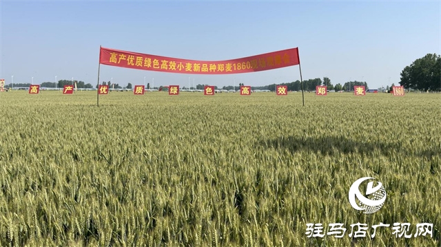 2023年&ldquo;鄭麥1860&rdquo;小麥現(xiàn)場觀摩會在駐馬店成功召開