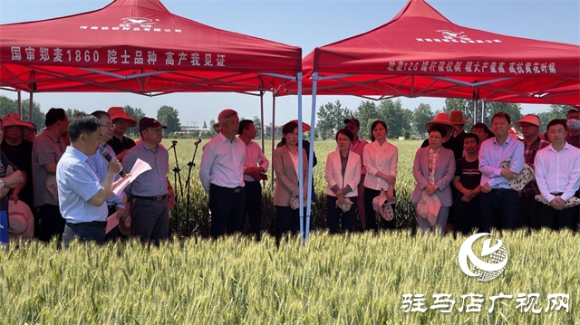 2023年&ldquo;鄭麥1860&rdquo;小麥現(xiàn)場觀摩會在駐馬店成功召開
