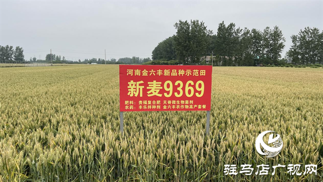 重磅！小麥新品種&ldquo;新麥9369&rdquo;落戶(hù)河南金六豐種業(yè)