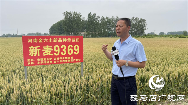 重磅！小麥新品種&ldquo;新麥9369&rdquo;落戶(hù)河南金六豐種業(yè)