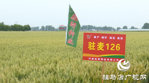 【喜訊】熱烈祝賀河南駐研種業(yè)小麥新品種&ldquo;駐麥126&rdquo;通過國審！