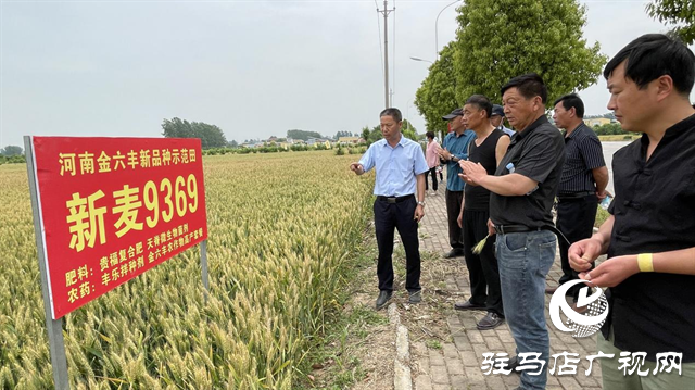 重磅！小麥新品種&ldquo;新麥9369&rdquo;落戶(hù)河南金六豐種業(yè)