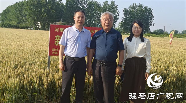 河南農(nóng)業(yè)大學(xué)教授郭天財(cái)?shù)胶幽辖鹆S小麥?zhǔn)痉痘卣{(diào)研指導(dǎo)