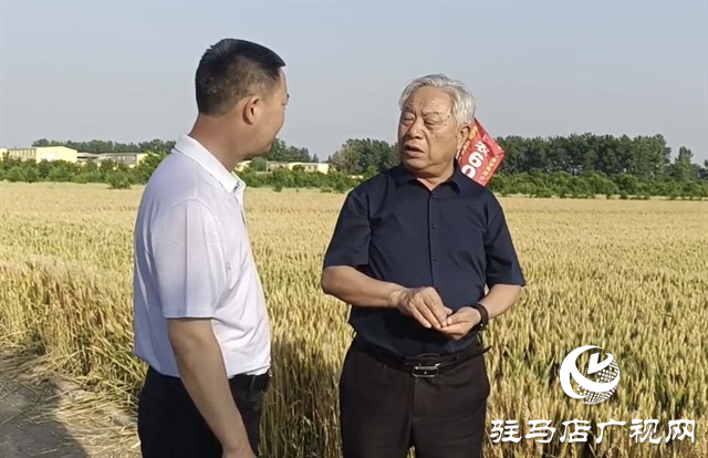 河南農(nóng)業(yè)大學(xué)教授郭天財(cái)?shù)胶幽辖鹆S小麥?zhǔn)痉痘卣{(diào)研指導(dǎo)