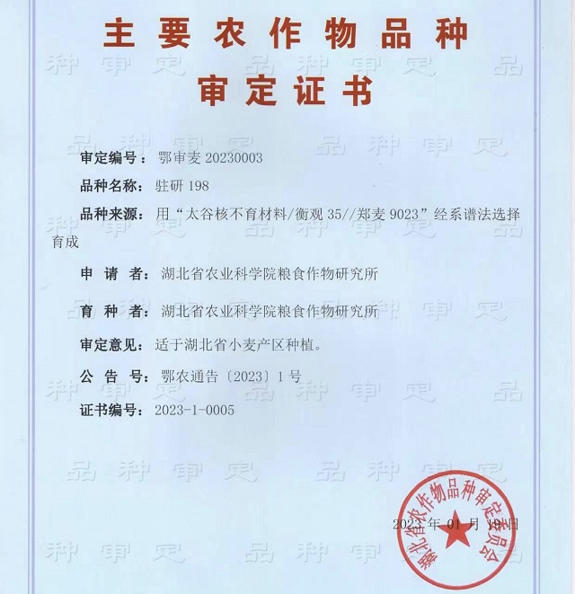 駐研種業(yè)捷報頻傳：駐麥126、駐麥156、駐研198相繼通過審定