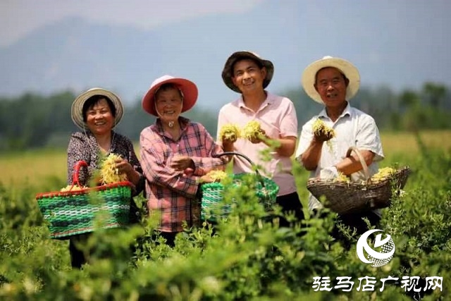 駐馬店：&ldquo;藥材經(jīng)濟&rdquo;賦能鄉(xiāng)村振興