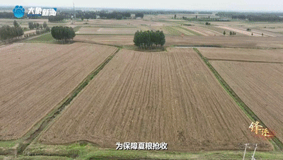 鋒評｜收麥 是天大的事