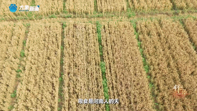 鋒評｜收麥 是天大的事