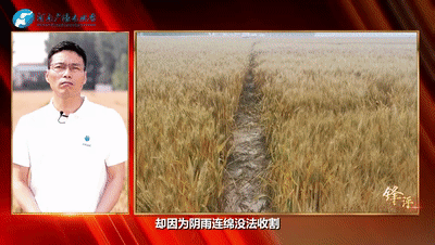 鋒評｜收麥 是天大的事