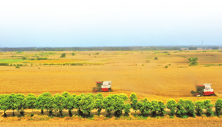 全力以赴戰(zhàn)&ldquo;三夏&rdquo;丨加快搶收進度 確保應收盡收