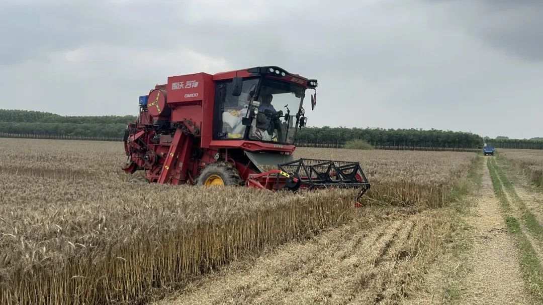 怎樣確保豐收糧顆粒歸倉？帶你到河南駐馬店看麥?zhǔn)? /></span></p>
<p style=