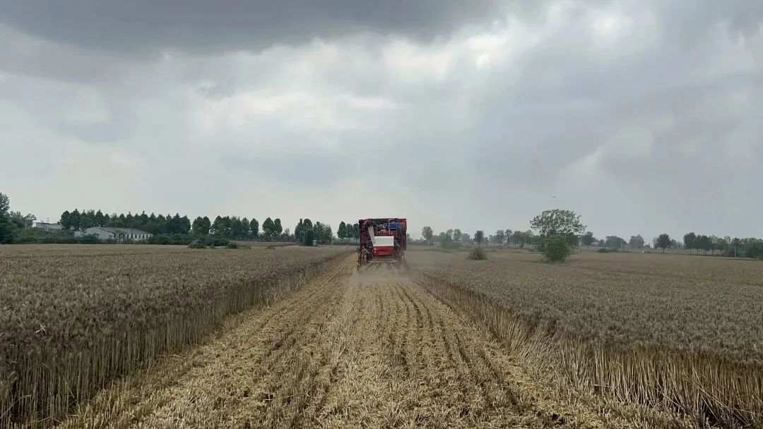 怎樣確保豐收糧顆粒歸倉？帶你到河南駐馬店看麥?zhǔn)? /></span></p>
<p style=