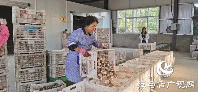 泌陽(yáng)：講好新&ldquo;菇&rdquo;事 加快建設(shè)&ldquo;中國(guó)菌都&rdquo;