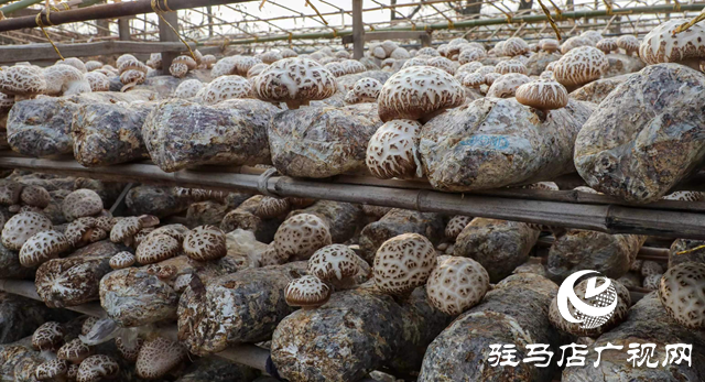 泌陽(yáng)：講好新&ldquo;菇&rdquo;事 加快建設(shè)&ldquo;中國(guó)菌都&rdquo;