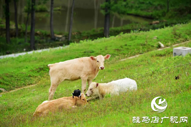 六月的泌陽，美出圈了！