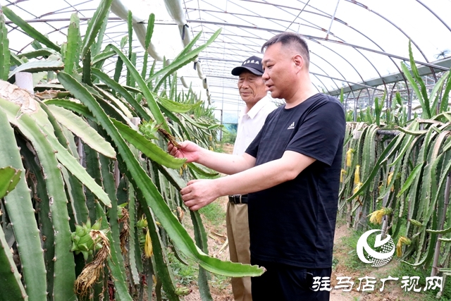 驛城區(qū)古城街道馬園社區(qū)任志強(qiáng):讓綠色產(chǎn)業(yè)賦能鄉(xiāng)村振興