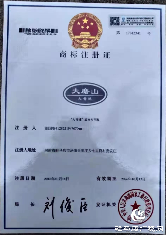 泌陽大磨山“野生大青桃”即將成熟！歡迎采摘！