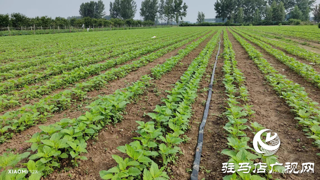 駐馬店市農(nóng)科院發(fā)布2023年夏芝麻苗期田間管理指導意見