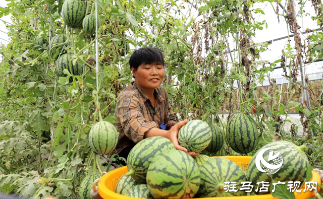 驛城區(qū)朱古洞鄉(xiāng)：特色產(chǎn)業(yè)奏響鄉(xiāng)村振興“進(jìn)行曲”