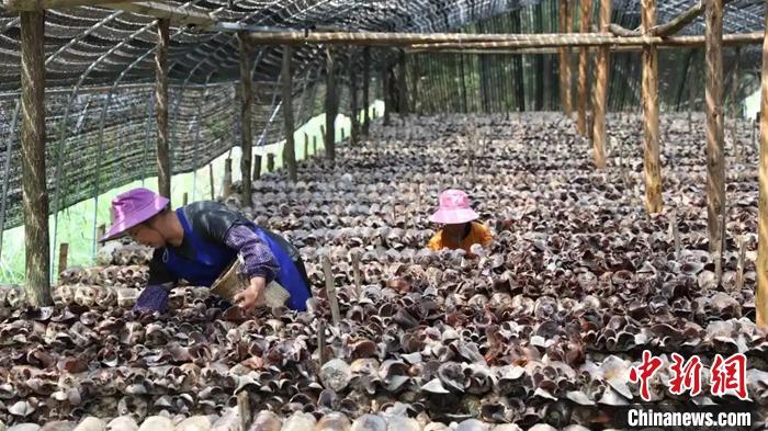 小菌帶種出&ldquo;新希望&rdquo; 黑木耳扎下&ldquo;致富根&rdquo;