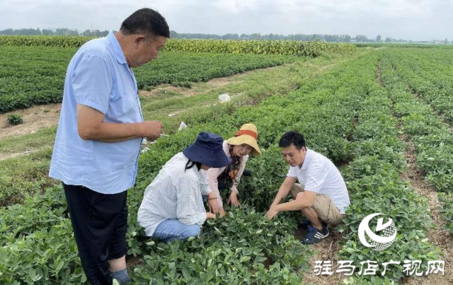 泌陽縣:農(nóng)技服務(wù)到田間 助農(nóng)增收促振興