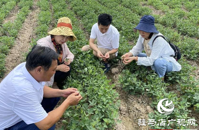 泌陽縣:農(nóng)技服務(wù)到田間 助農(nóng)增收促振興