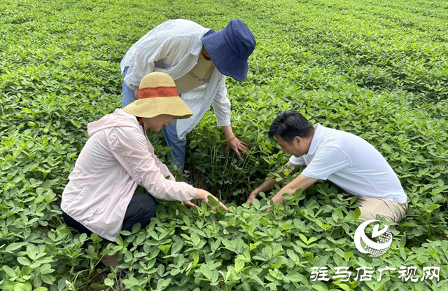 泌陽縣:農(nóng)技服務(wù)到田間 助農(nóng)增收促振興