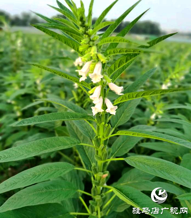 駐馬店市農(nóng)科院發(fā)布2023年芝麻開(kāi)花期田間管理指導(dǎo)意見(jiàn)