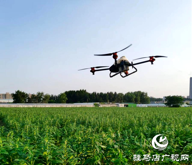 駐馬店市農(nóng)科院發(fā)布2023年芝麻開(kāi)花期田間管理指導(dǎo)意見(jiàn)