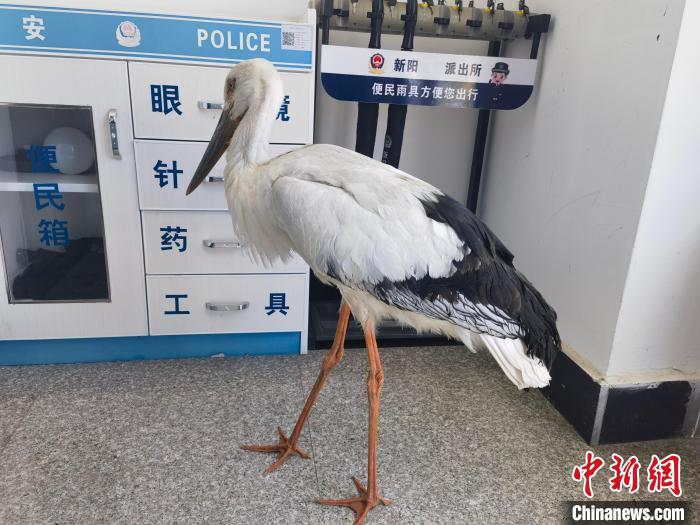 國家一級保護(hù)鳥類東方白鸛跌落水塘 幸被民警救助