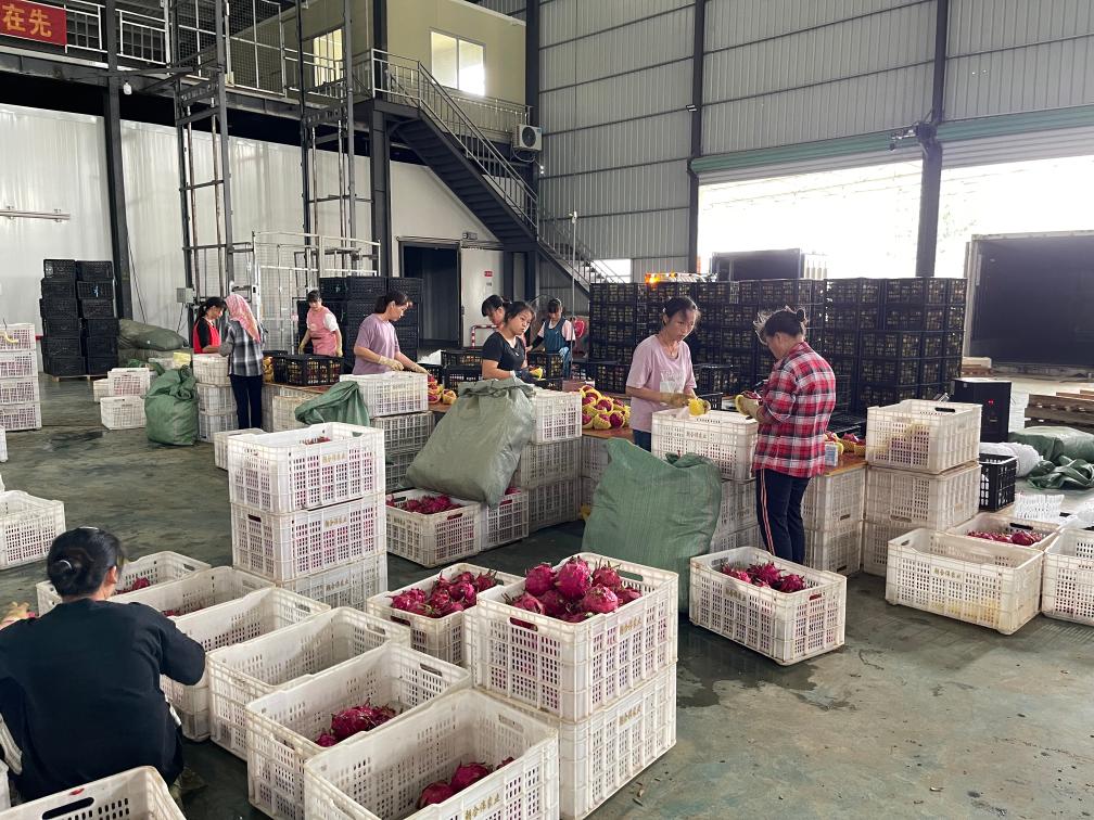 奏響產(chǎn)業(yè)“振興曲” 描繪鄉(xiāng)村“新畫卷”——桂南村莊走訪記