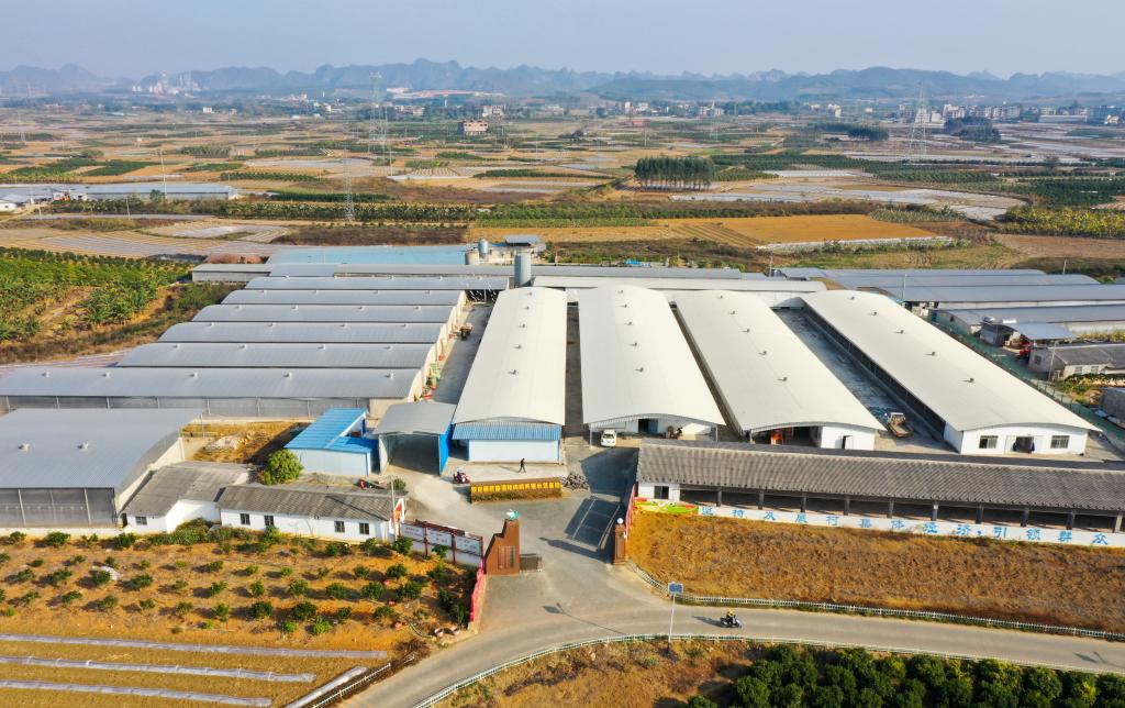 奏響產(chǎn)業(yè)“振興曲” 描繪鄉(xiāng)村“新畫卷”——桂南村莊走訪記