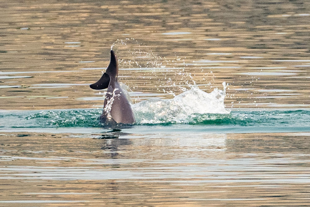 鏡觀·領(lǐng)航丨母親河的保護與發(fā)展，總書記這樣把脈定向